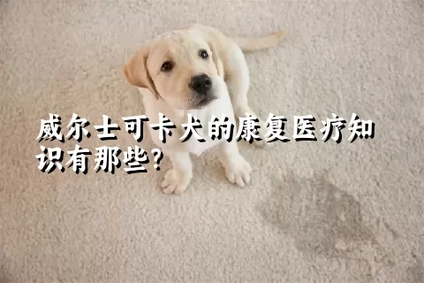 威尔士可卡犬的康复医疗知识有那些？