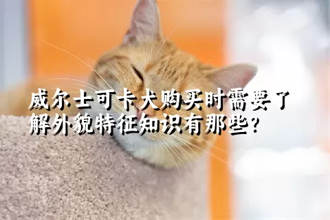 威尔士可卡犬购买时需要了解外貌特征知识有那些？  