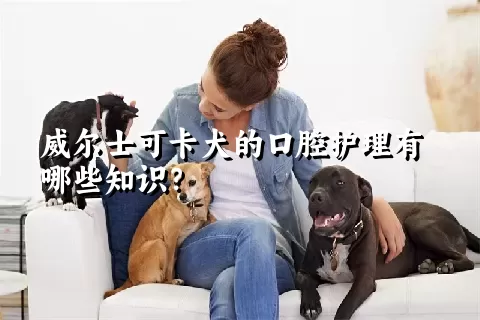 威尔士可卡犬的口腔护理有哪些知识？