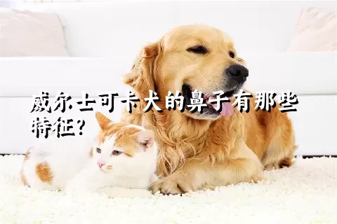 威尔士可卡犬的鼻子有那些特征？