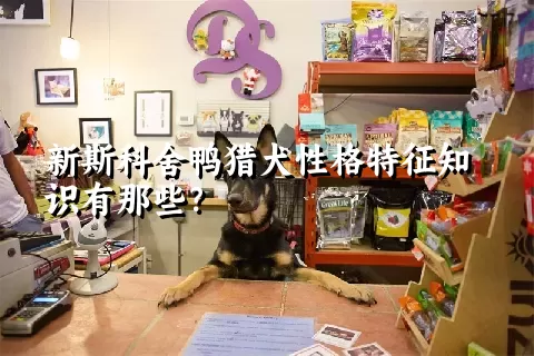 新斯科舍鸭猎犬性格特征知识有那些？