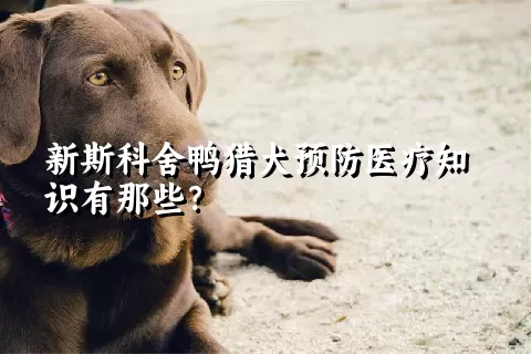 新斯科舍鸭猎犬预防医疗知识有那些？