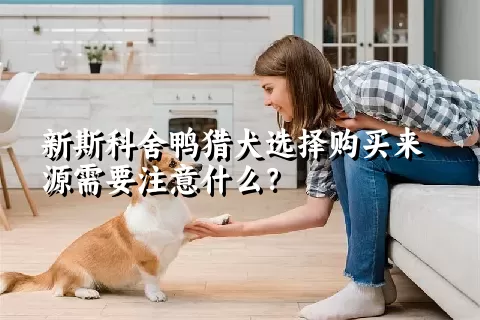 新斯科舍鸭猎犬选择购买来源需要注意什么？ 