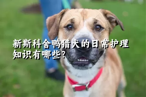 新斯科舍鸭猎犬的日常护理知识有哪些？