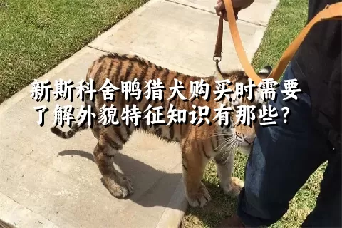 新斯科舍鸭猎犬购买时需要了解外貌特征知识有那些？  