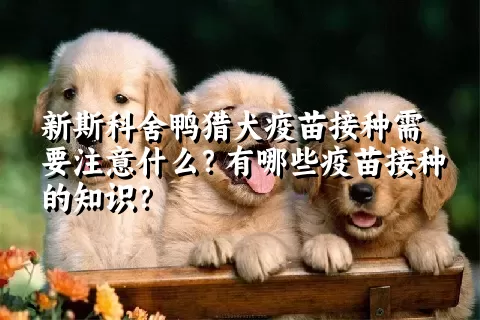 新斯科舍鸭猎犬疫苗接种需要注意什么？有哪些疫苗接种的知识？