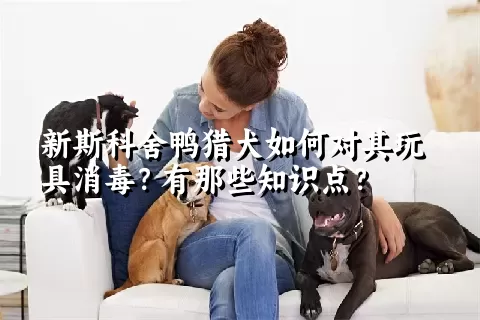 新斯科舍鸭猎犬如何对其玩具消毒？有那些知识点？