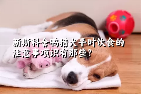 新斯科舍鸭猎犬平时饮食的注意事项识有那些？ 