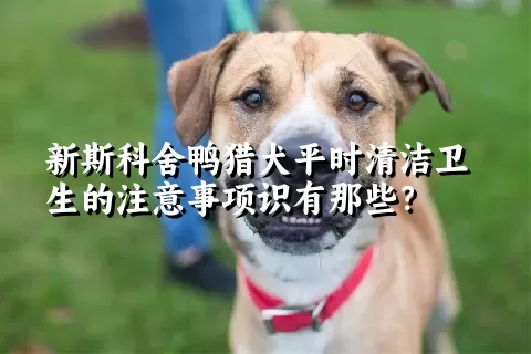 新斯科舍鸭猎犬平时清洁卫生的注意事项识有那些？ 