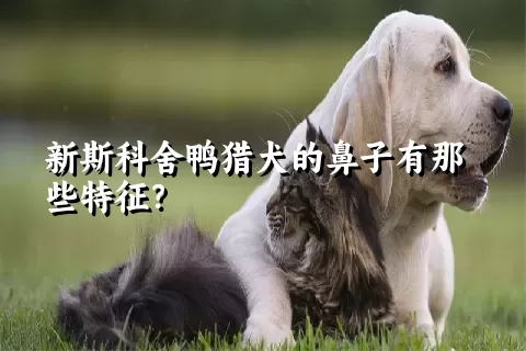 新斯科舍鸭猎犬的鼻子有那些特征？