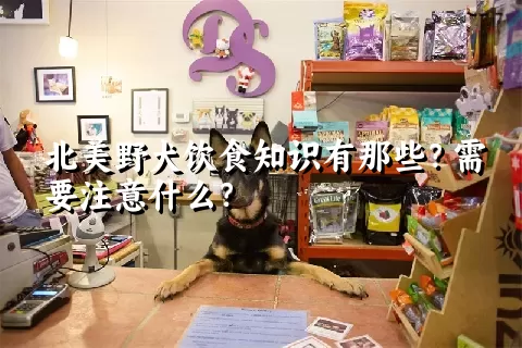 北美野犬饮食知识有那些？需要注意什么？