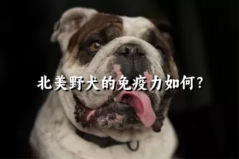 北美野犬的免疫力如何？