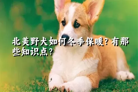 北美野犬如何冬季保暖？有那些知识点？