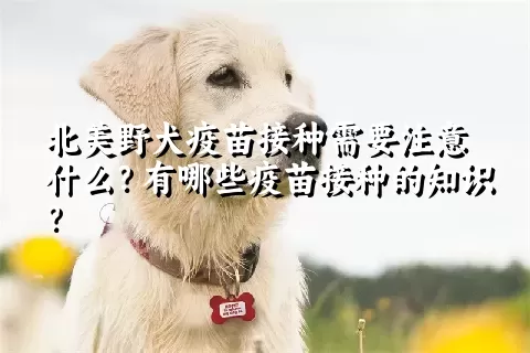 北美野犬疫苗接种需要注意什么？有哪些疫苗接种的知识？