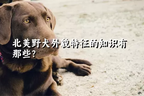 北美野犬外貌特征的知识有那些？