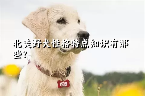 北美野犬性格特点知识有那些？