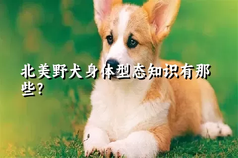 北美野犬身体型态知识有那些？