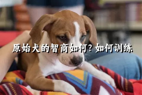 原始犬的智商如何？如何训练