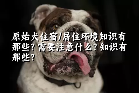 原始犬住宿/居住环境知识有那些？需要注意什么？知识有那些？