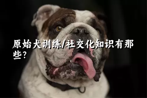 原始犬训练/社交化知识有那些？ 