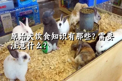 原始犬饮食知识有那些？需要注意什么？