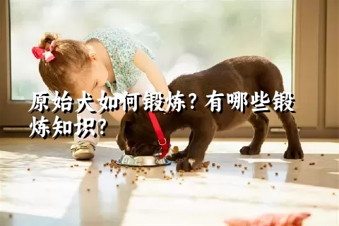 原始犬如何锻炼？有哪些锻炼知识？