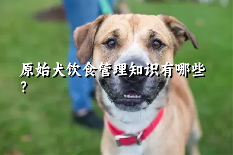 原始犬饮食管理知识有哪些？ 