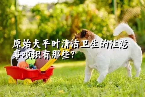 原始犬平时清洁卫生的注意事项识有那些？ 