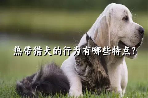 热带猎犬的行为有哪些特点？