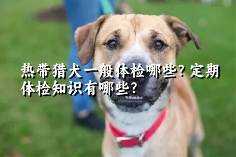 热带猎犬一般体检哪些？定期体检知识有哪些？