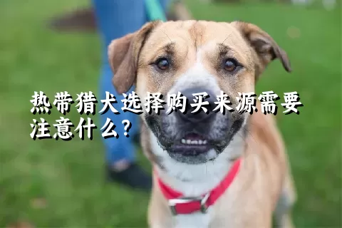 热带猎犬选择购买来源需要注意什么？ 