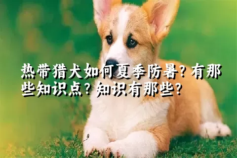 热带猎犬如何夏季防暑？有那些知识点？知识有那些？