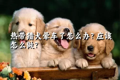 热带猎犬晕车了怎么办？应该怎么做？