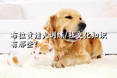 布拉贡猎犬训练/社交化知识有那些？ 