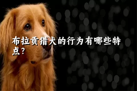 布拉贡猎犬的行为有哪些特点？