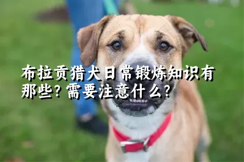 布拉贡猎犬日常锻炼知识有那些？需要注意什么？