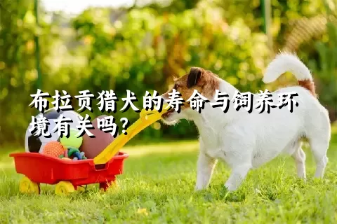 布拉贡猎犬的寿命与饲养环境有关吗？