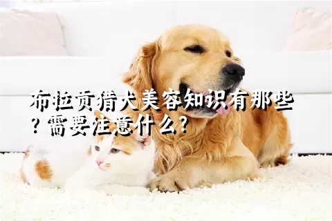 布拉贡猎犬美容知识有那些？需要注意什么？