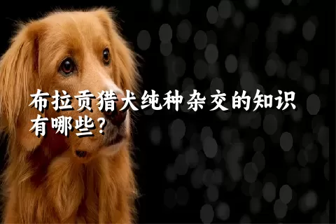 布拉贡猎犬纯种杂交的知识有哪些？ 