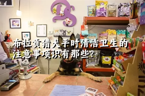 布拉贡猎犬平时清洁卫生的注意事项识有那些？ 