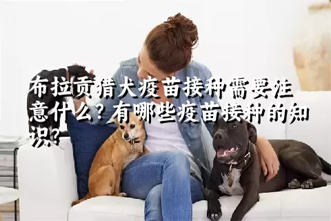 布拉贡猎犬疫苗接种需要注意什么？有哪些疫苗接种的知识？