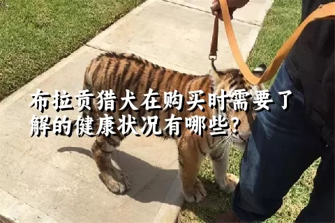 布拉贡猎犬在购买时需要了解的健康状况有哪些？