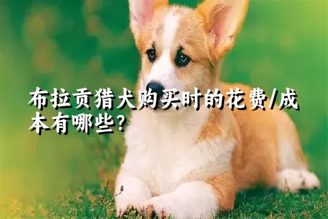 布拉贡猎犬购买时的花费/成本有哪些？