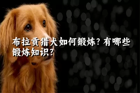 布拉贡猎犬如何锻炼？有哪些锻炼知识？