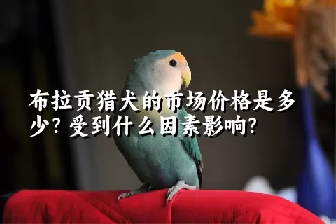 布拉贡猎犬的市场价格是多少？受到什么因素影响？