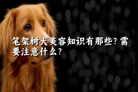 笔架树犬美容知识有那些？需要注意什么？