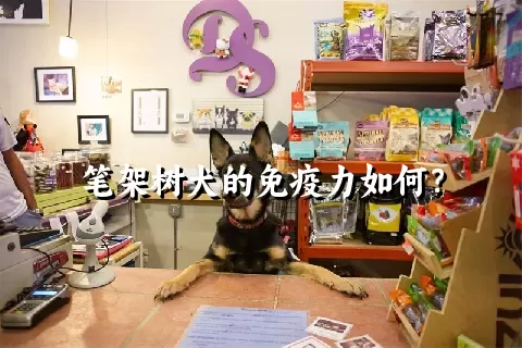 笔架树犬的免疫力如何？