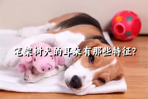 笔架树犬的耳朵有那些特征？