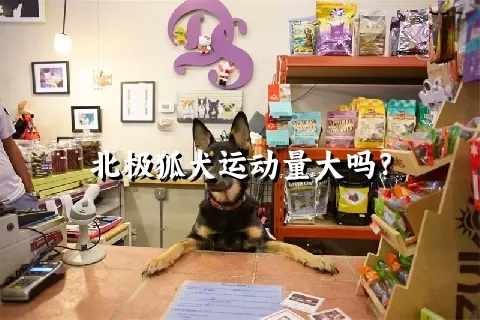 北极狐犬运动量大吗？