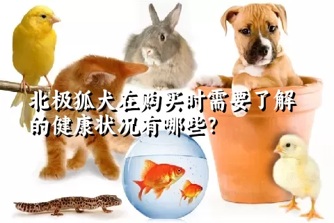 北极狐犬在购买时需要了解的健康状况有哪些？